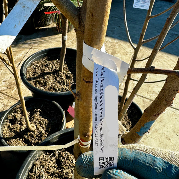 3-in-1 Plum Tree