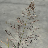 Bull Grass - C&J Gardening Center