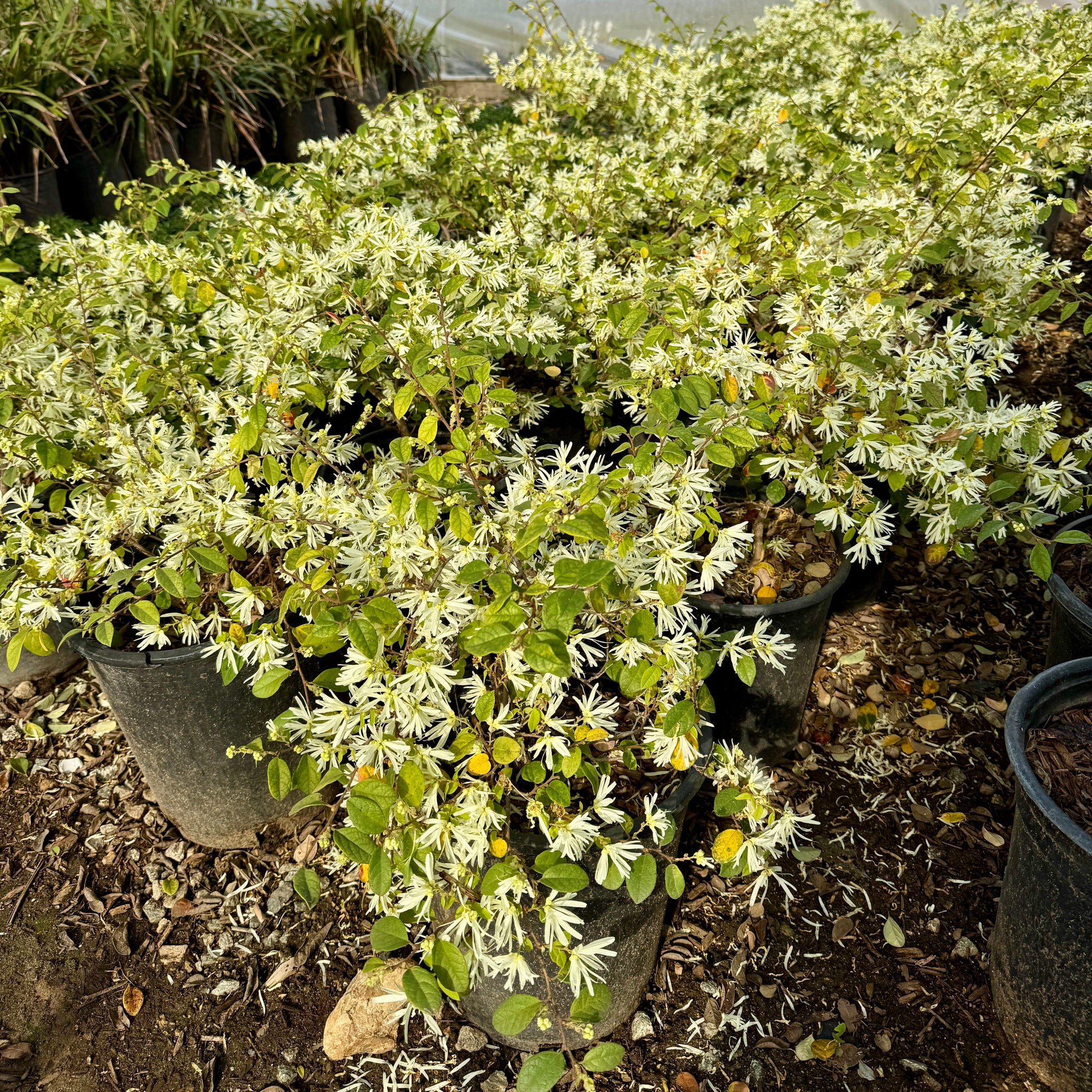 White Chinese Fringe Flower | C&J Gardening Center