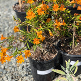 Jelly Bean Orange Monkeyflower - C&J Gardening Center