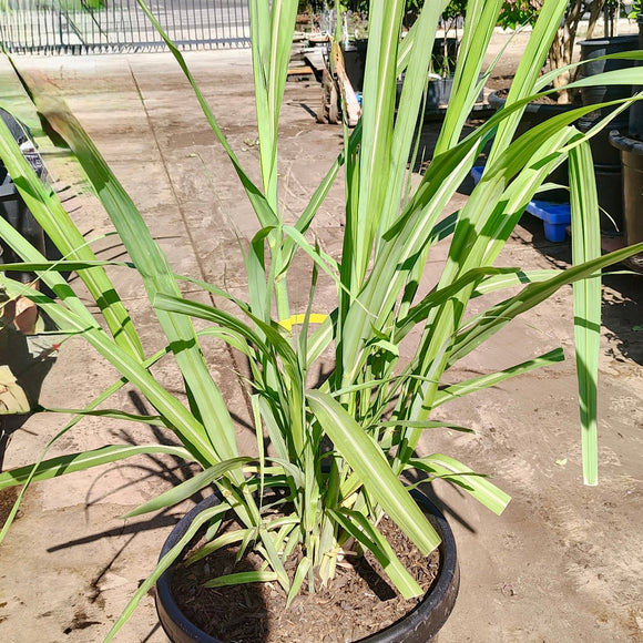 Asian Black Sugarcane Plant