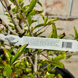 Parfianka Pomegranate