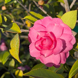 Pink Shade Sasanqua Camellia