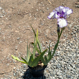 Earl of Essex Tall Bearded Iris - C&J Gardening Center
