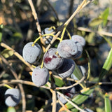 Arbequina Fruiting Olive