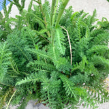 Common Yarrow - Dark Pink - C&J Gardening Center