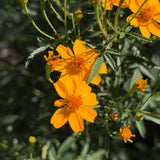 Mexican Marigold