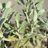 White Sage