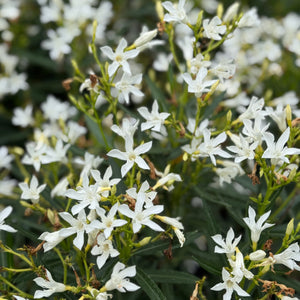 White Oleander | C&J Gardening Center