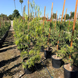 Australian Willow - C&J Gardening Center