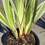 Variegated Flax Lily - C&J Gardening Center