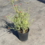Baja Bush Snapdragon - C&J Gardening Center