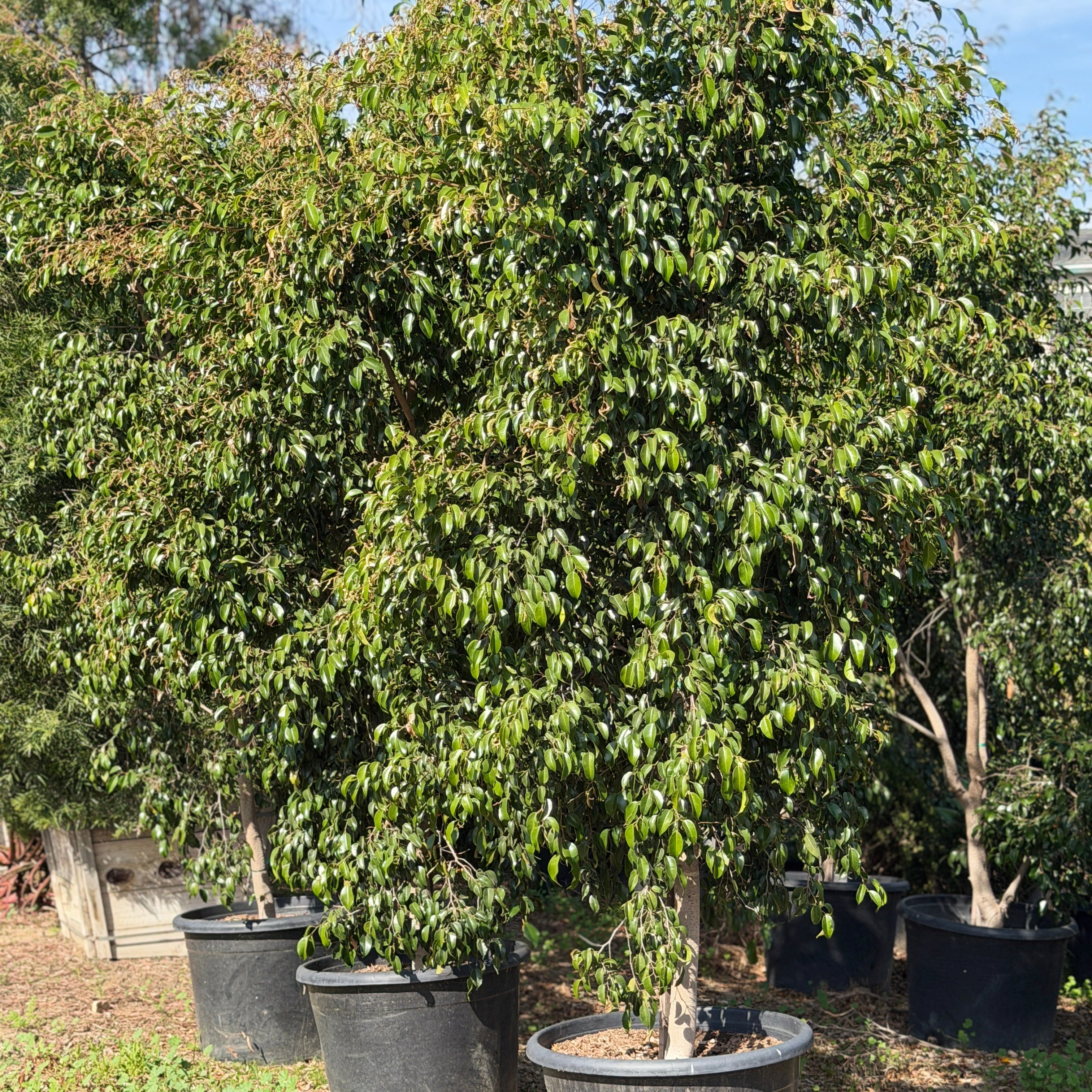 weeping fig indoor plant for sale Weeping Fig - Ficus benjamina General Tree - 15 Gallon ( 4