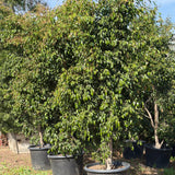 Weeping Fig - Ficus benjamina