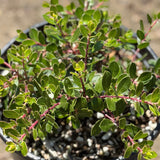 Emerald Carpet Manzanita - C&J Gardening Center