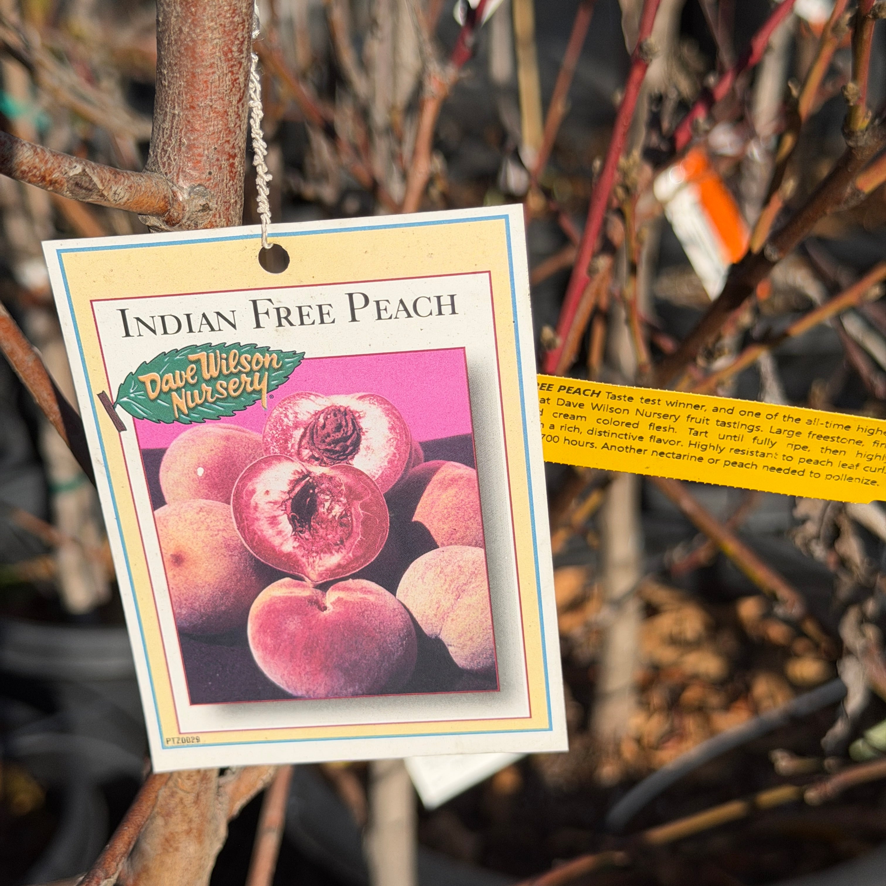 Indian Free White Peach | C&J Gardening Center