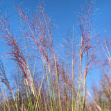 Pink Hair Grass - C&J Gardening Center