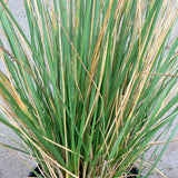 Atlas Fescue - C&J Gardening Center
