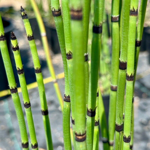 Horsetail Grass