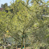 Desert Museum Palo Verde