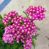 Common Yarrow - Dark Pink - C&J Gardening Center
