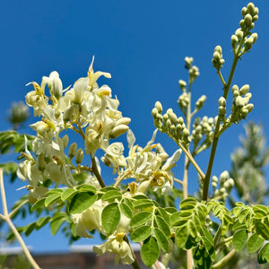 Moringa Tree Exotic Fruit Tree