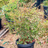 Heavenly Bamboo - C&J Gardening Center
