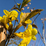Golden Trumpet Tree