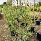 Australian Willow - C&J Gardening Center
