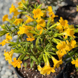 Jelly Bean Gold Monkeyflower - C&J Gardening Center