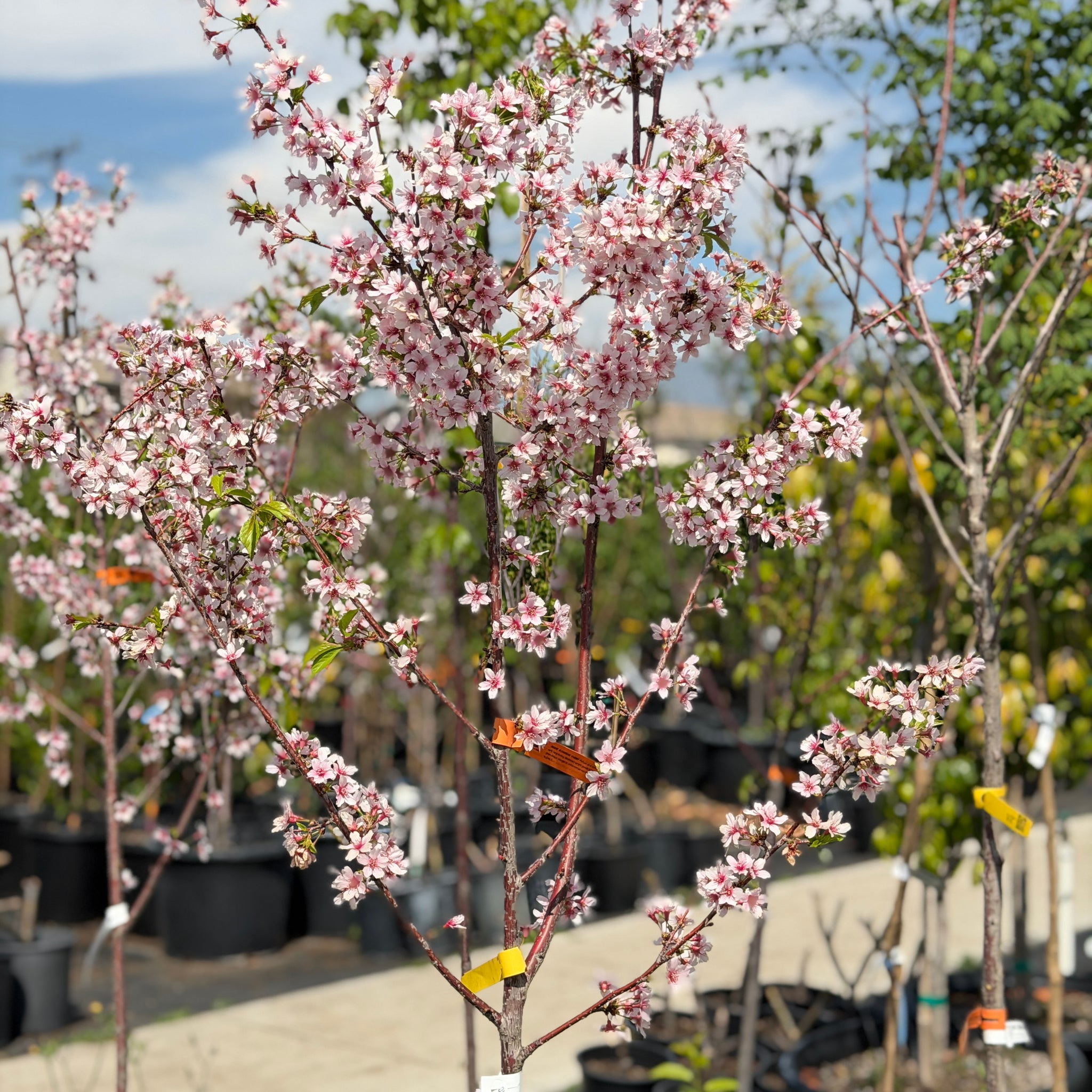 cherry blossom plant pot Okame Flowering Cherry General Tree - 15 Gallon ( 5