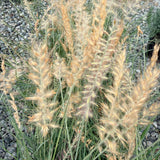 Chinese Fountain Grass - C&J Gardening Center