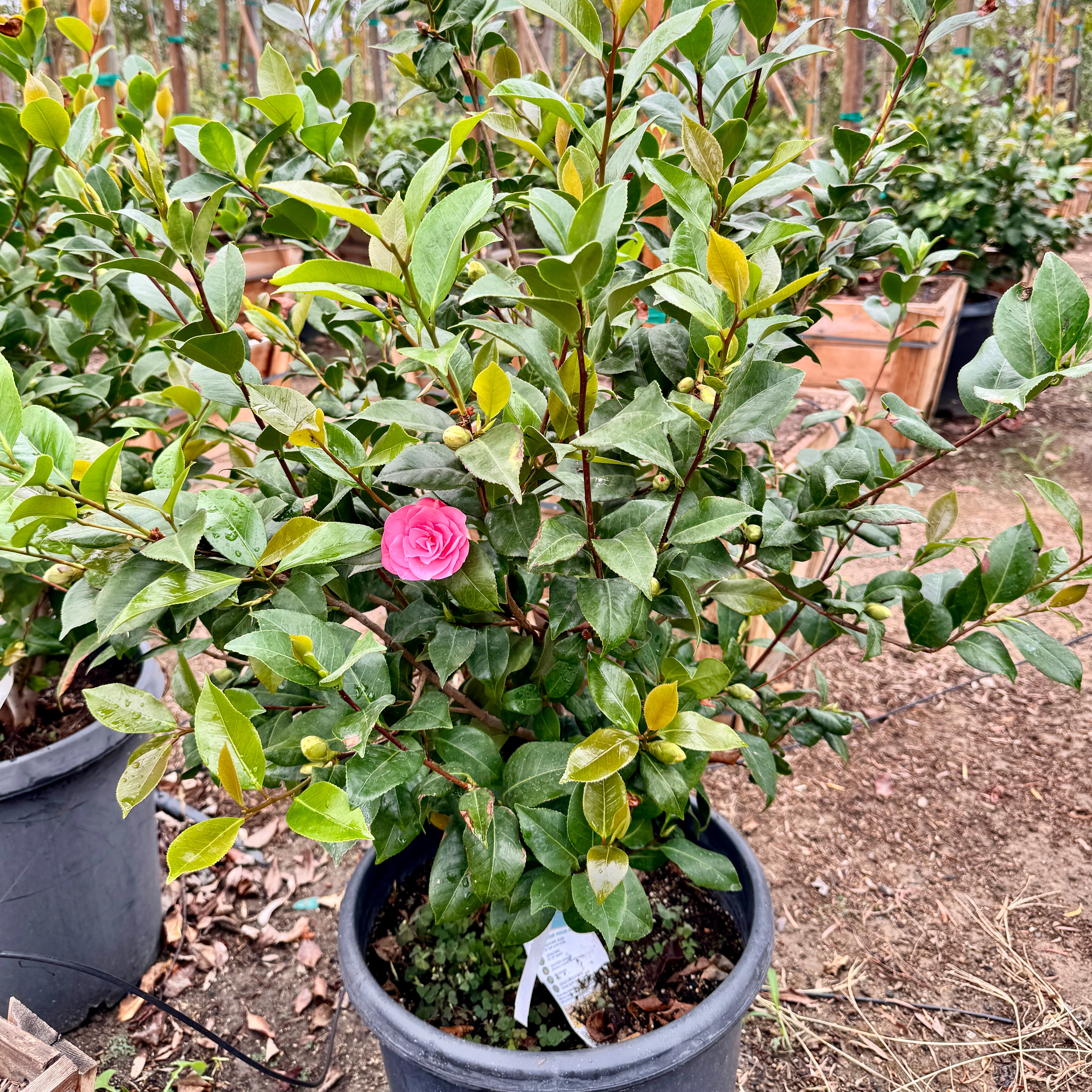 メリー花子 Marie Bracey Camellia | C&J Gardening Center