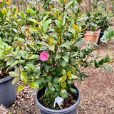 Marie Bracey Camellia