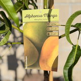 Alphonso Mango