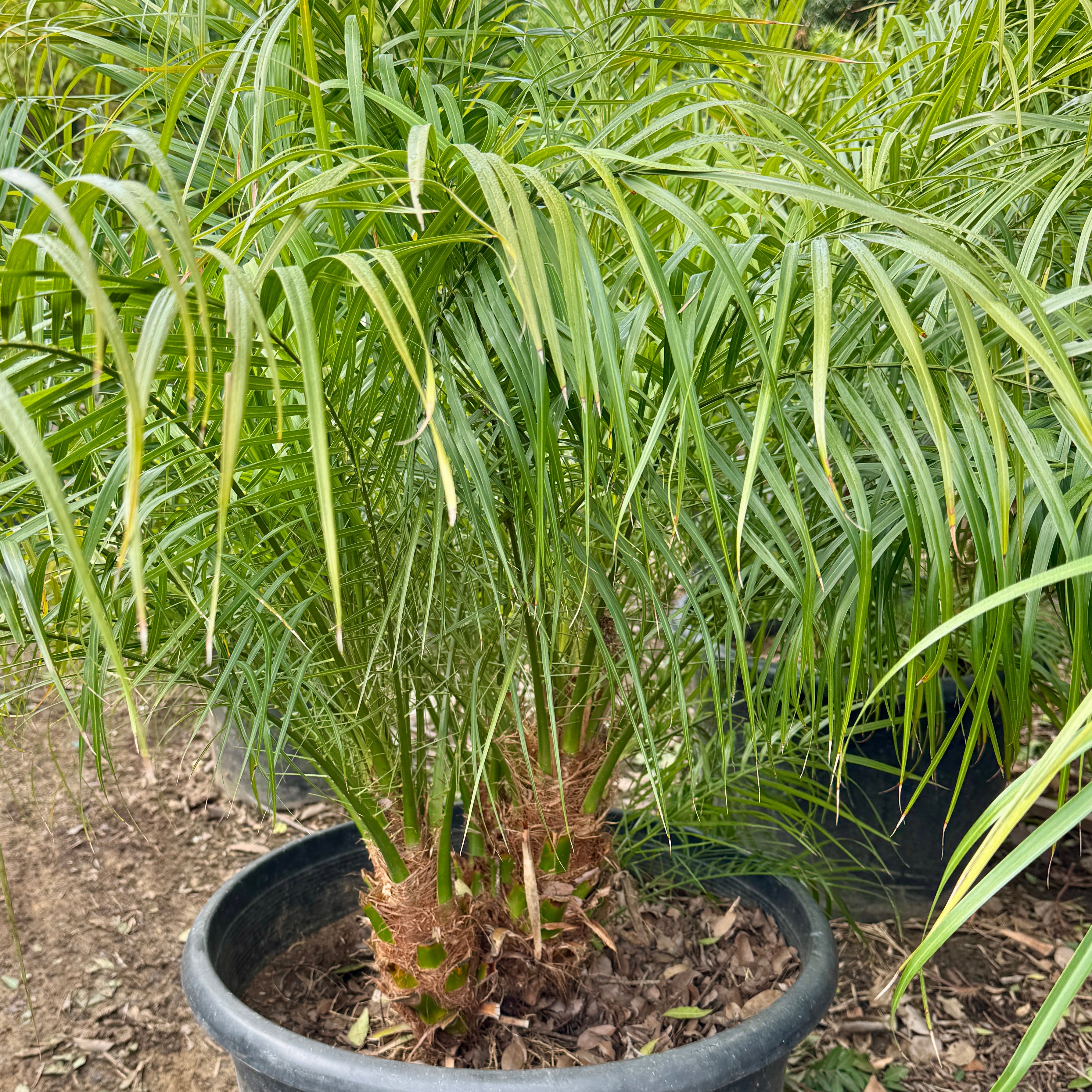 Pygmy Date Palm | C&J Gardening Center