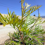 Robyn Gordon Grevillea - C&J Gardening Center