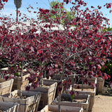 Forest Pansy Redbud - C&J Gardening Center