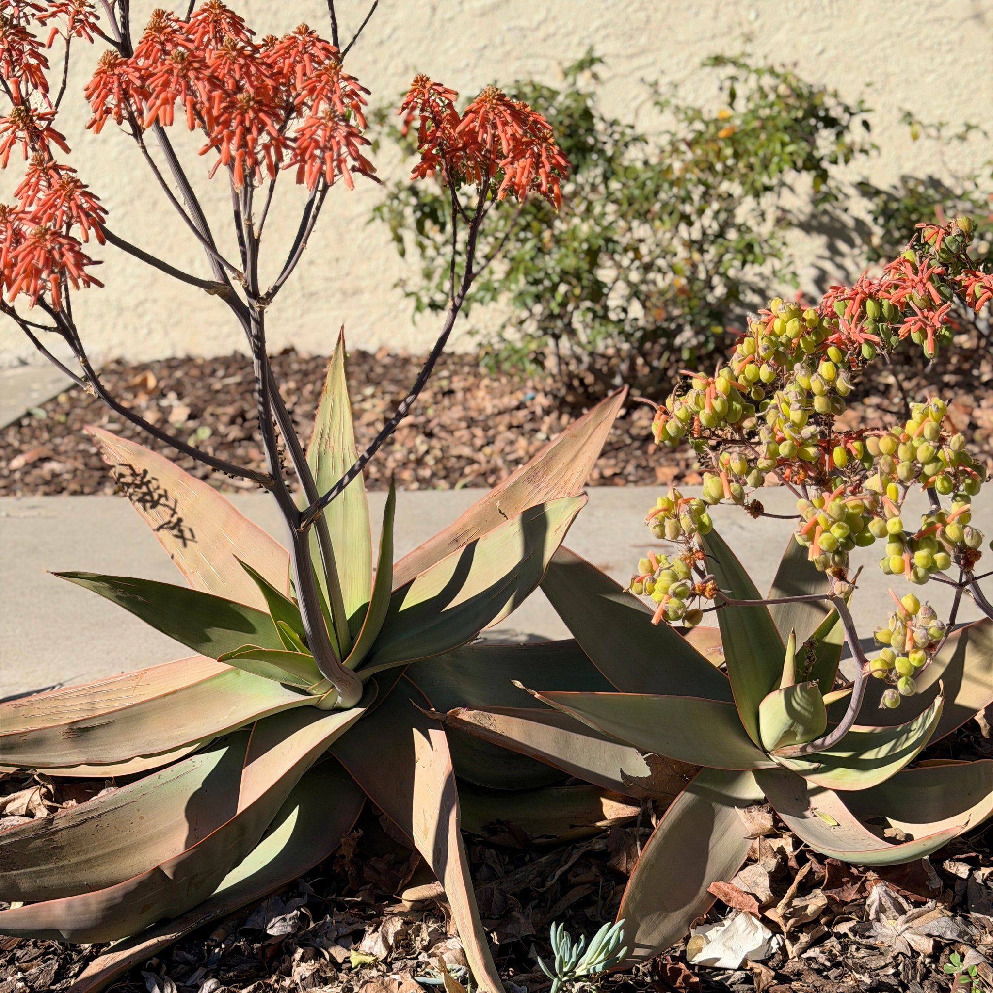 Coral Aloe Desert