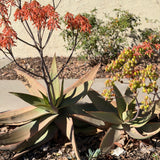Coral Aloe