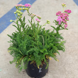 Common Yarrow - Dark Pink - C&J Gardening Center