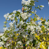 Chinese Fringe Tree