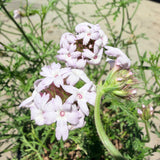 Pink Cedros Island Verbena - C&J Gardening Center