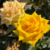 Golden Canary Rose Tree - C&J Gardening Center