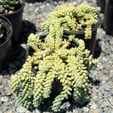 Burrito Burro's Tail - C&J Gardening Center