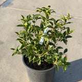 White Osmanthus Fragrans