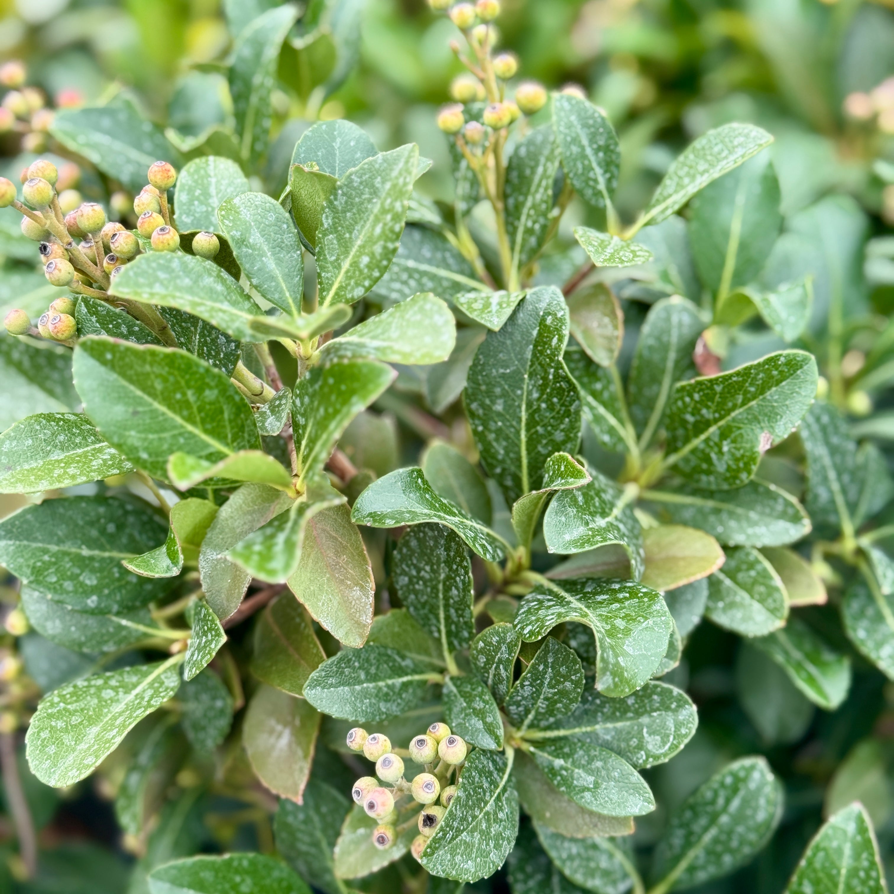 Indian Hawthorn | C&J Gardening Center