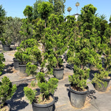Hollywood Juniper Garden Bonsai Tree - C&J Gardening Center