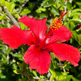 Single Red Shade Hibiscus
