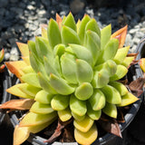 Lipstick Echeveria - C&J Gardening Center